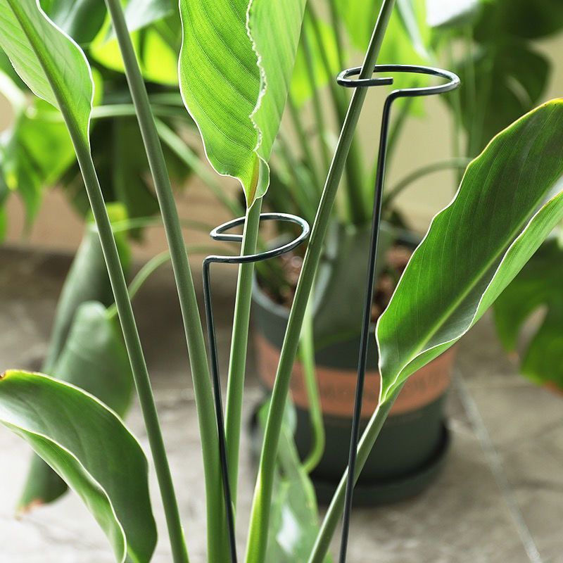 1/10pcs Garden Support Stake R - مراجعة Florist Supply Bulk وسعره