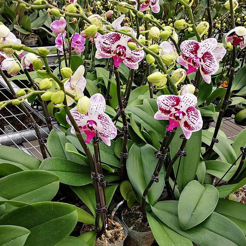 50Pcs Plant Fixed Clip Butterf - مراجعة Florist Supply Bulk وسعره