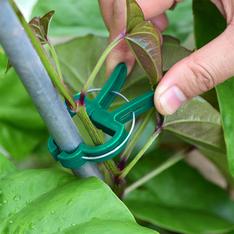 20Pcs Plant Fixed Clips Reusab - مراجعة Florist Supply Bulk وسعره