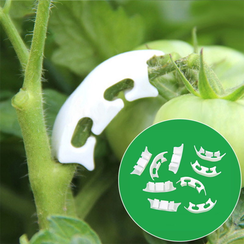 50/100pcs Botany-stem Vine Str - مراجعة Florist Supply Bulk وسعره