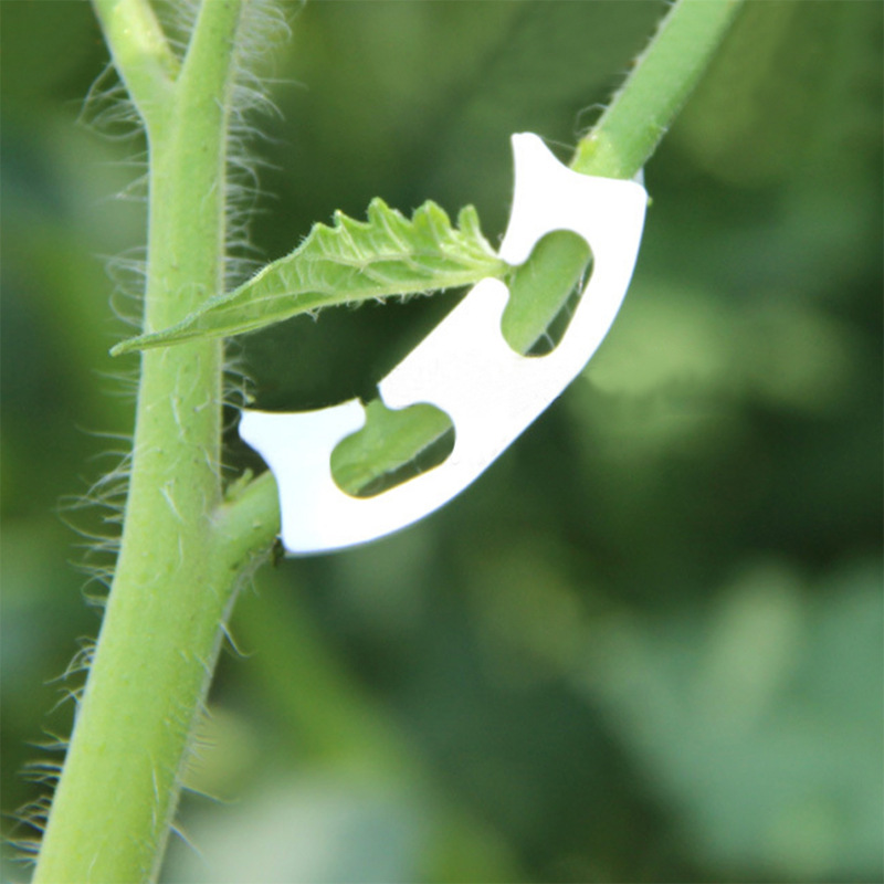 50/100pcs Botany-stem Vine Str - مراجعة Florist Supply Bulk وسعره